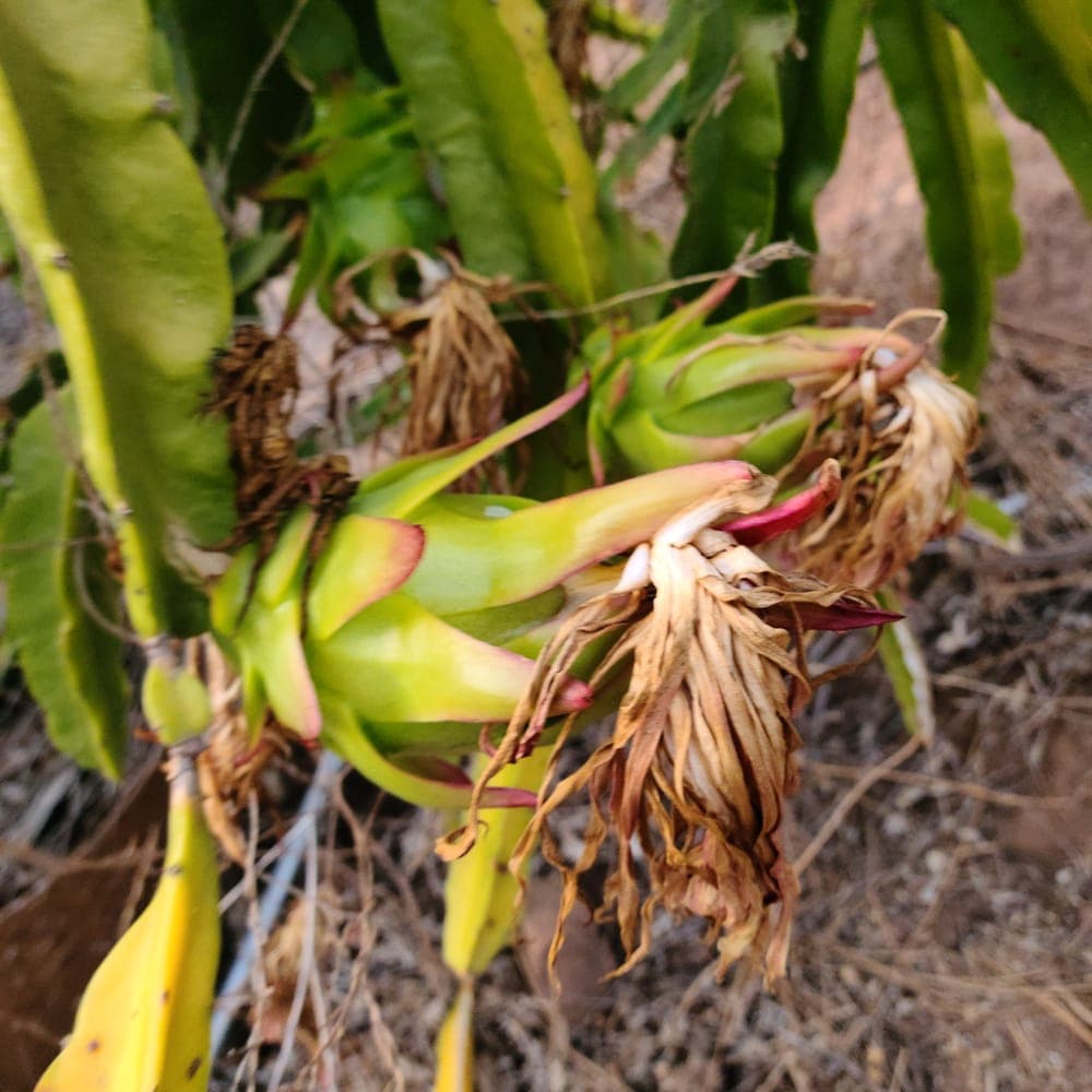 Asunta 3 Dragon Fruit Cutting