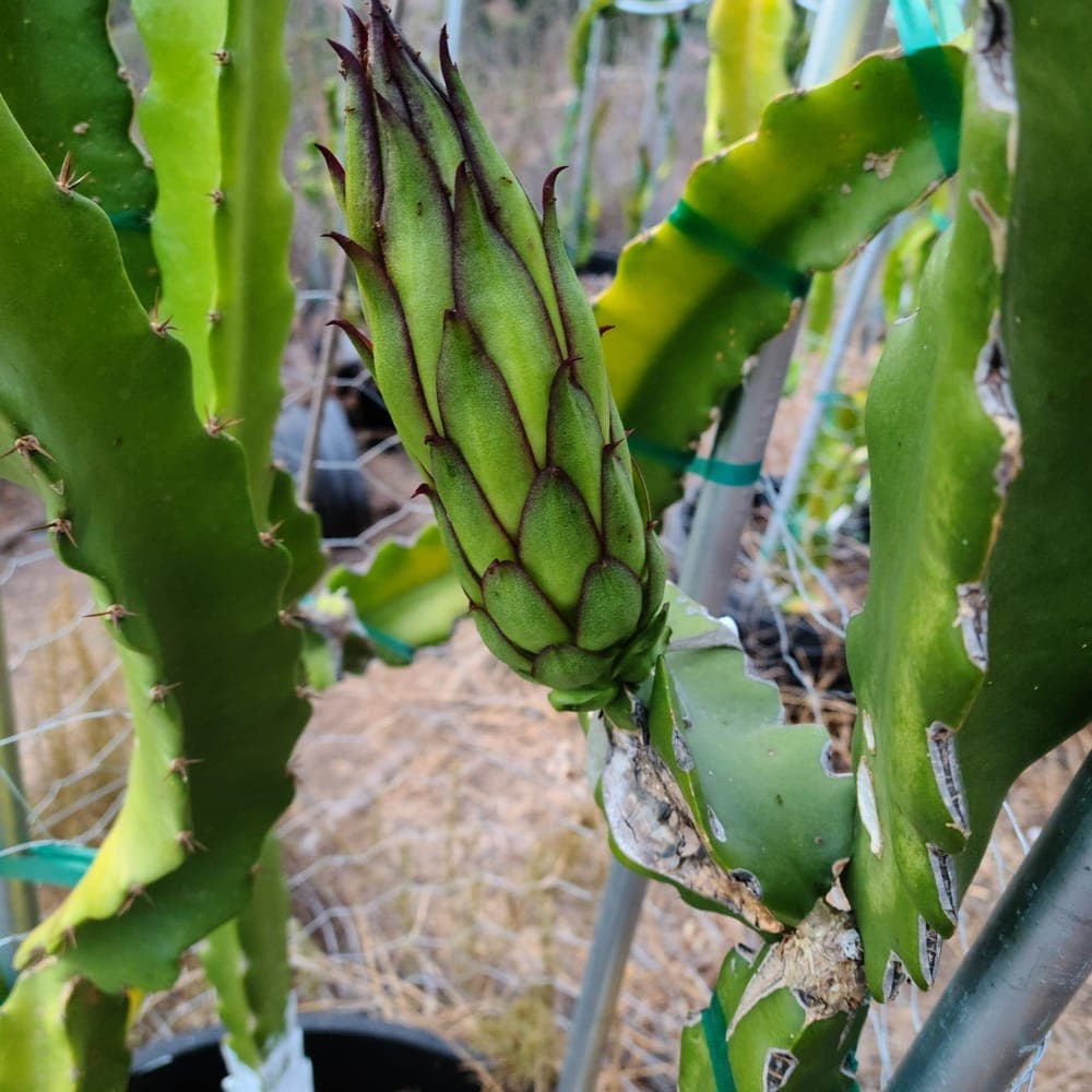 Asunta 5 Dragon Fruit Cutting