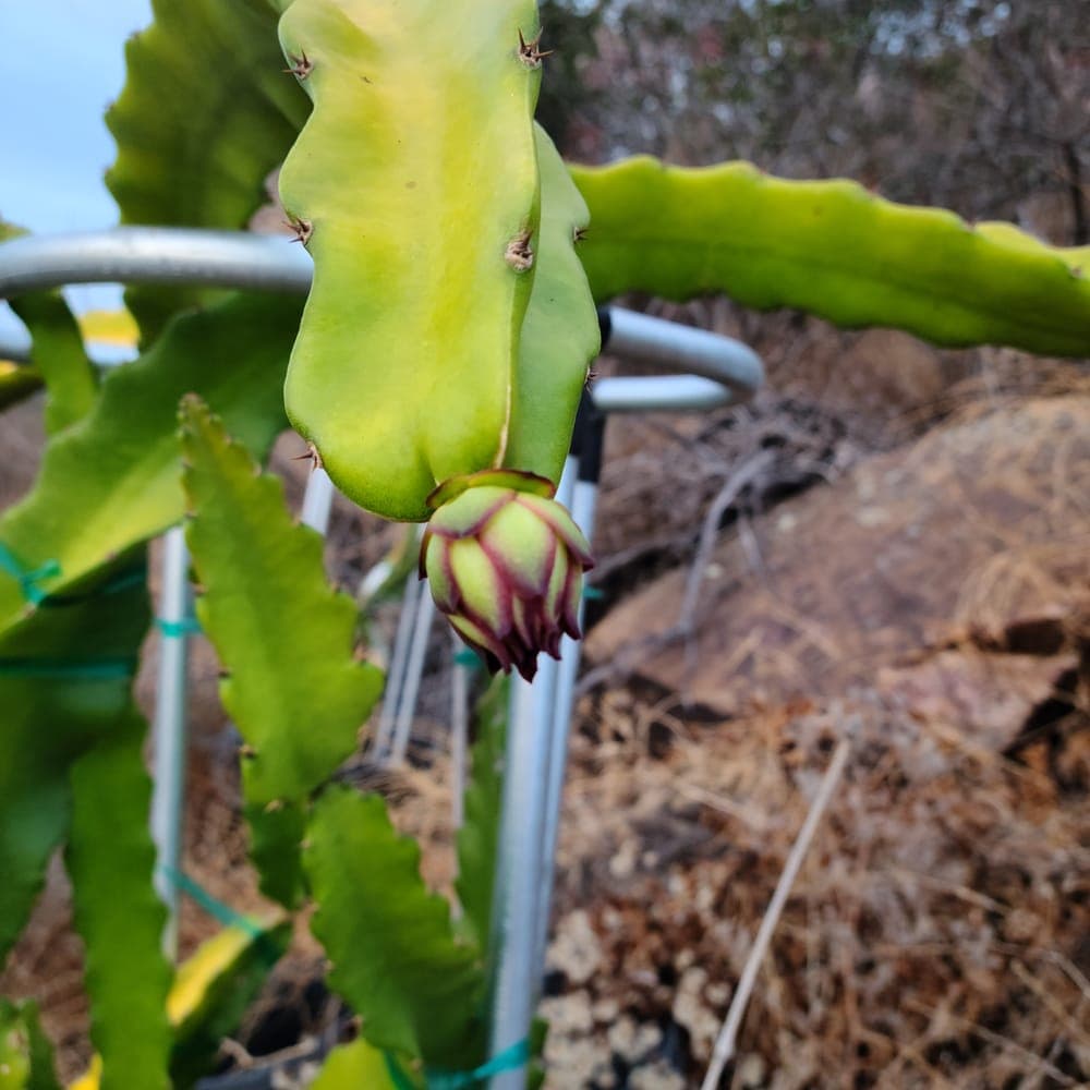 Asunta 5 Dragon Fruit Cutting