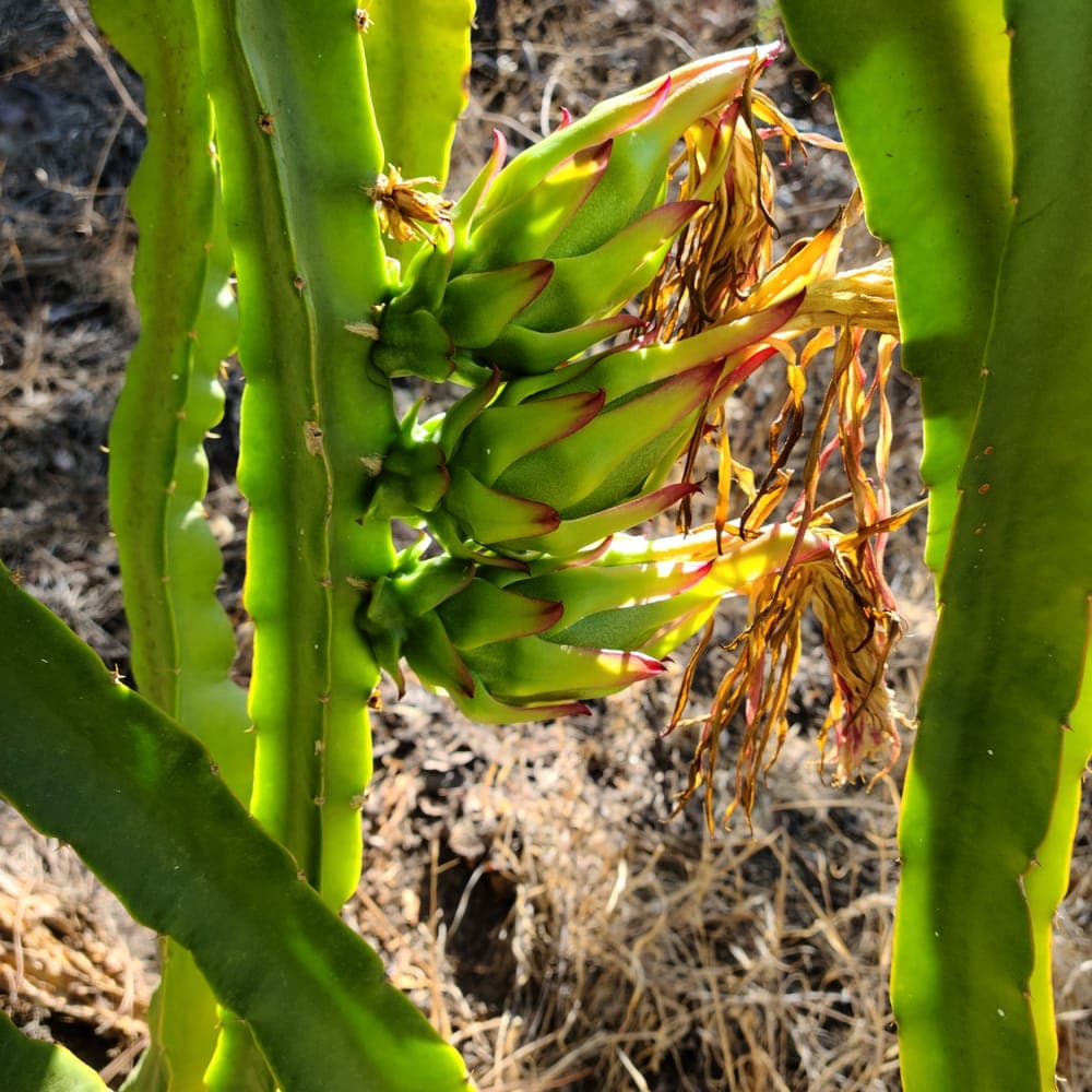 Asunta 5 Dragon Fruit Cutting