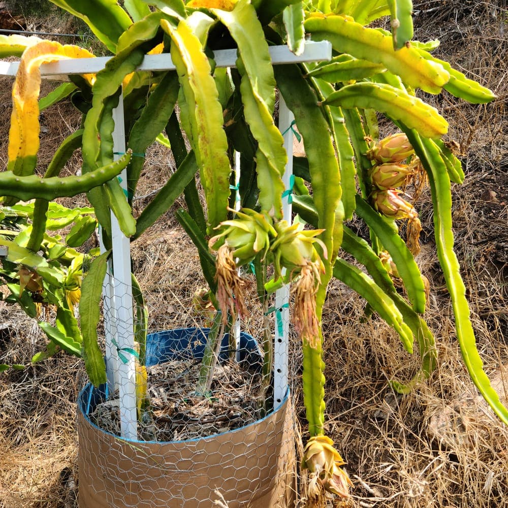 Asunta 5 Dragon Fruit Cutting