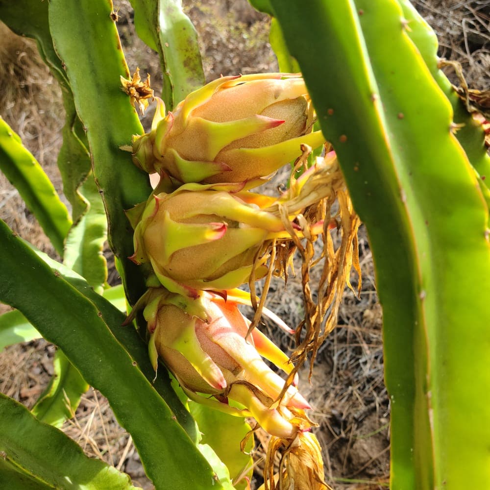 Asunta 5 Dragon Fruit Cutting