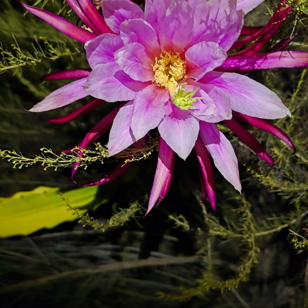 Asunta 5 Dragon Fruit Cutting