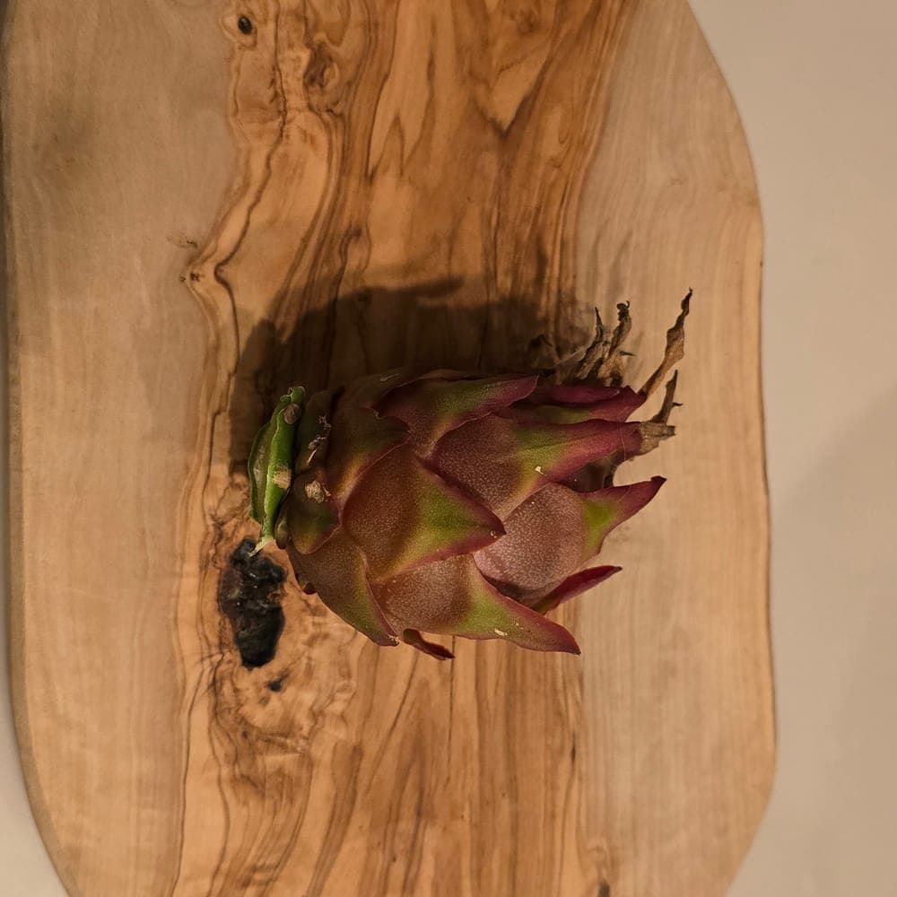 Asunta 5 Dragon Fruit Cutting