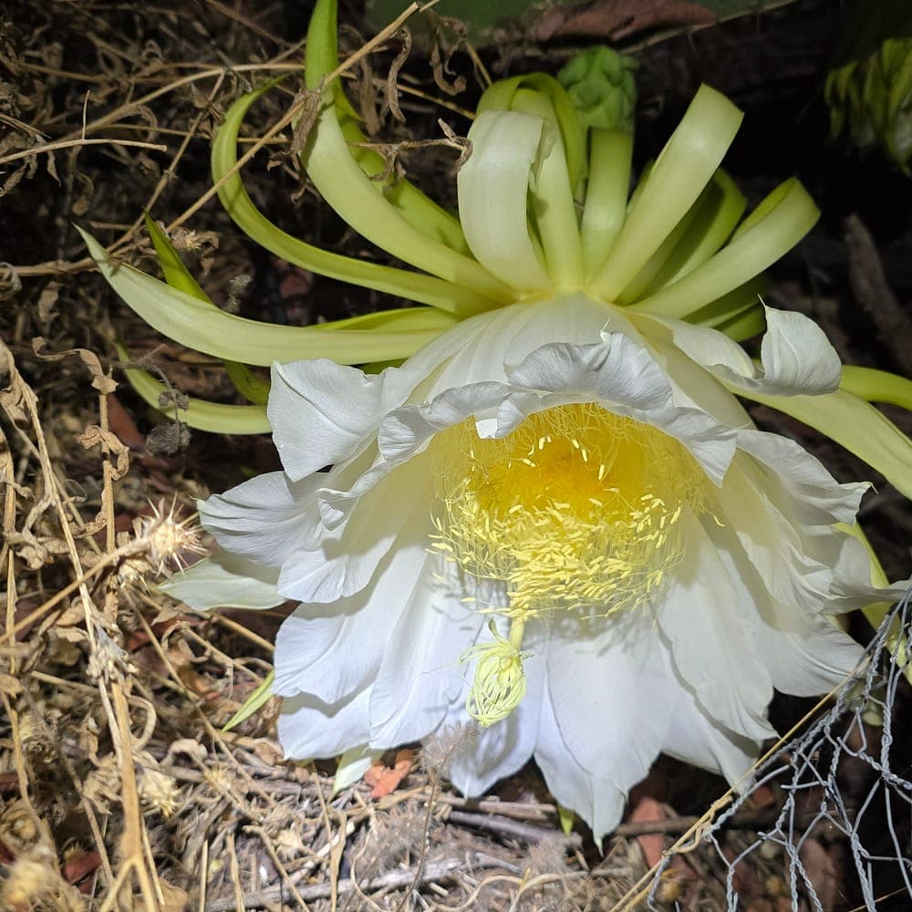 Albino Ocamponis Dragon Fruit Cutting