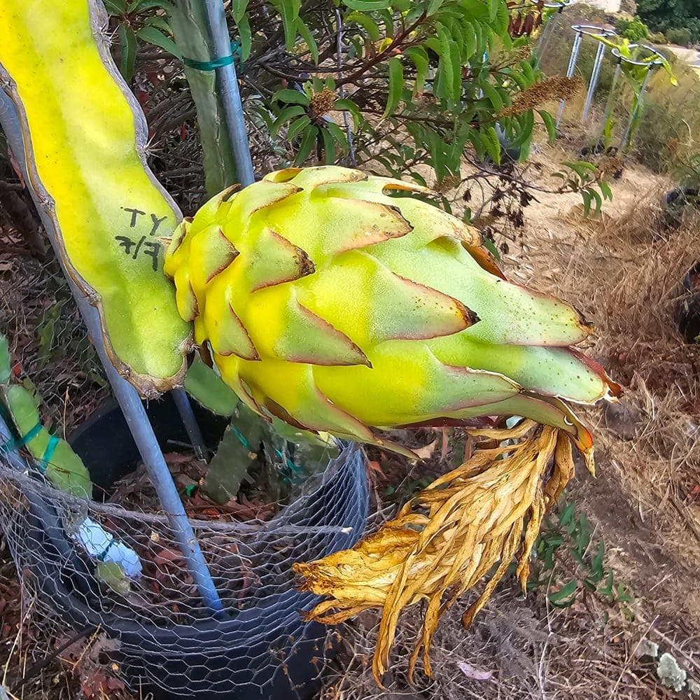 Albino Ocamponis Dragon Fruit Cutting