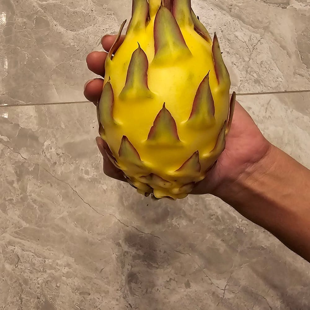 Albino Ocamponis Dragon Fruit Cutting