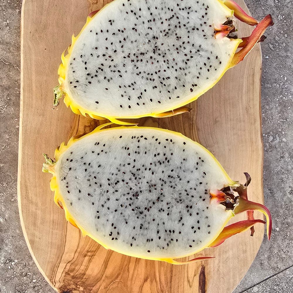 Albino Ocamponis Dragon Fruit Cutting