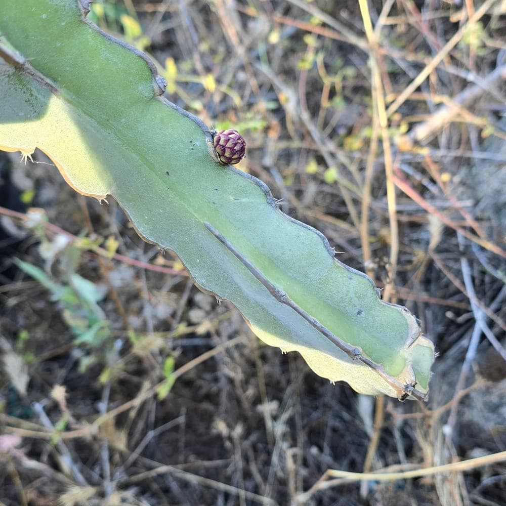 Albino Ocamponis Dragon Fruit Cutting
