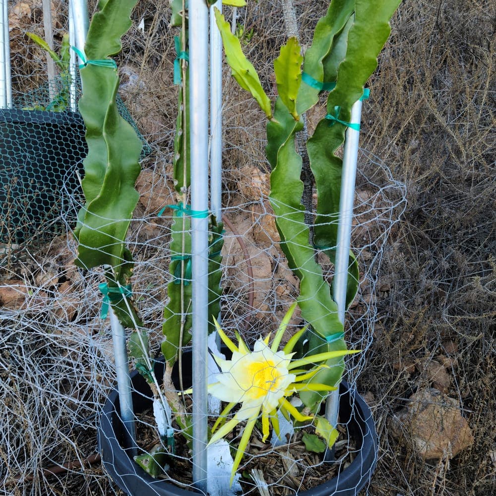 Bahamut Dragon Fruit Cutting