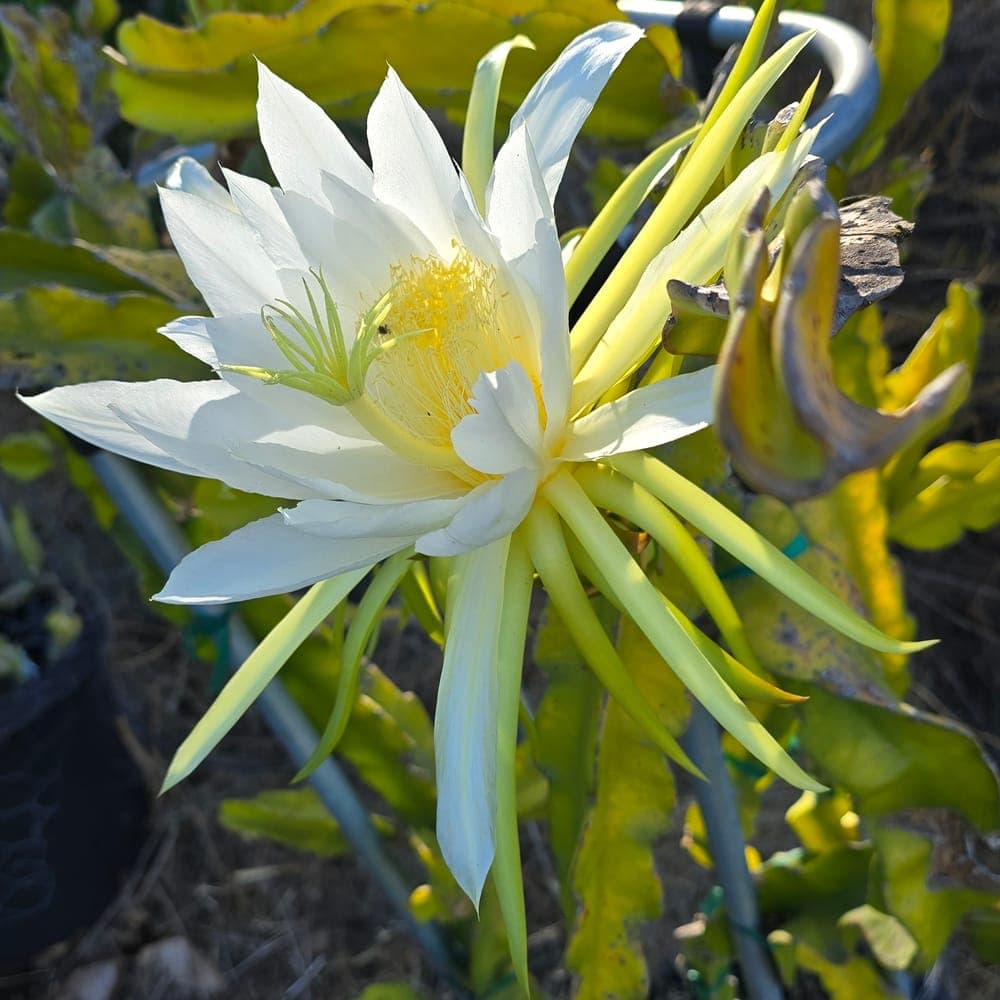 Bahamut Dragon Fruit Cutting