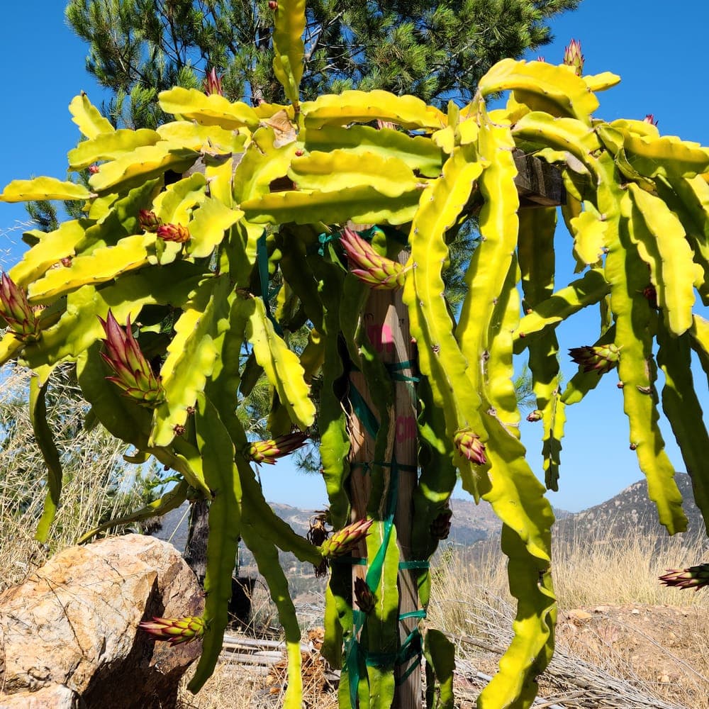 Connie Mayer Dragon Fruit Cutting
