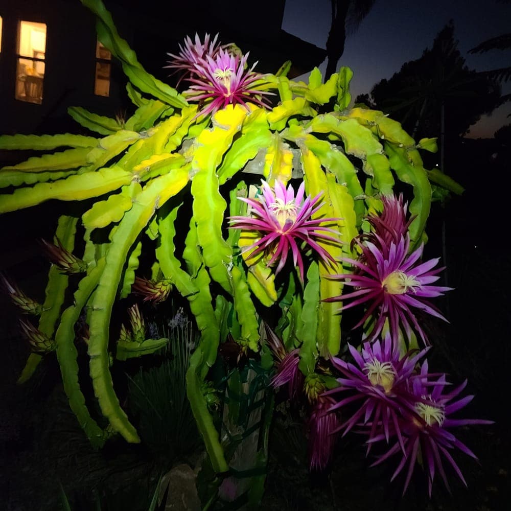 Connie Mayer Dragon Fruit Cutting