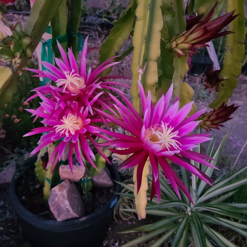 Connie Mayer Dragon Fruit Cutting