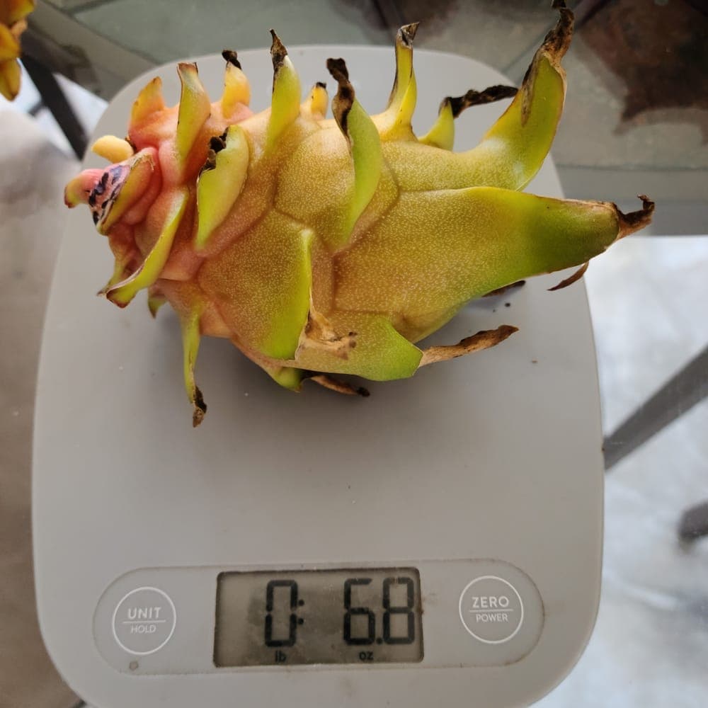 Connie Mayer Dragon Fruit Cutting