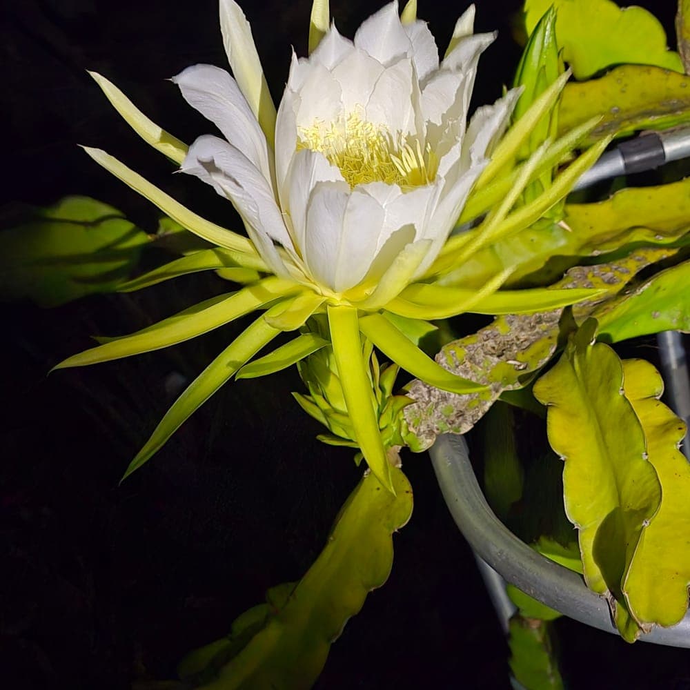 Cotton Candy Dragon Fruit Cutting