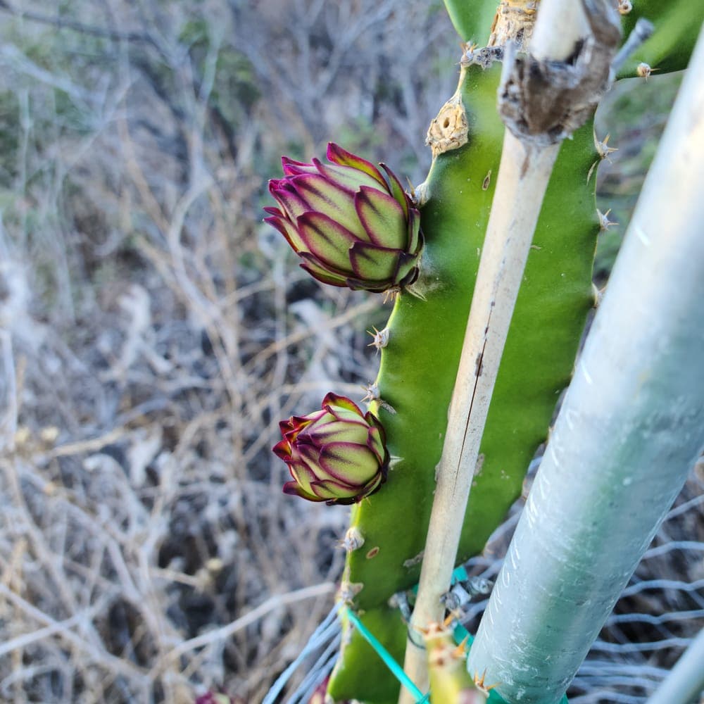 Country Roads Dragon Fruit Cutting