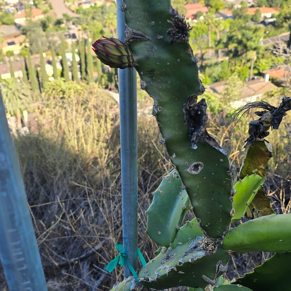 Country Roads Dragon Fruit Cutting