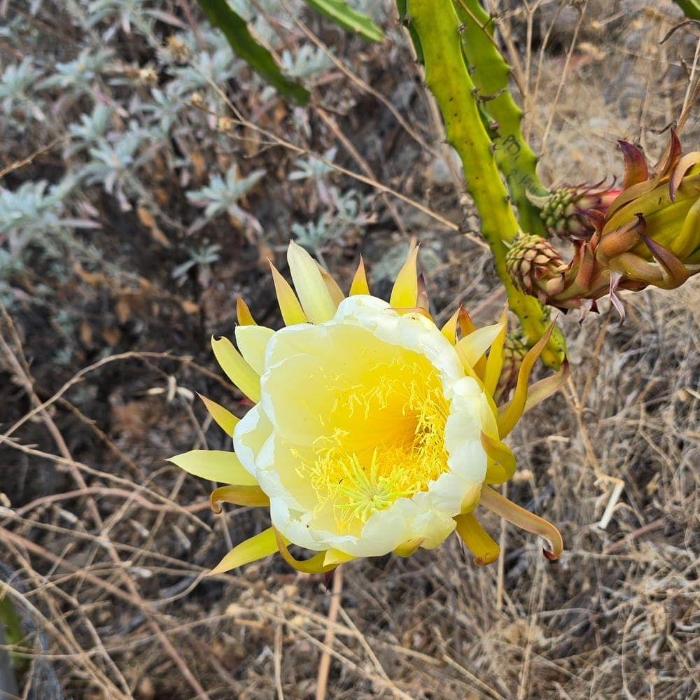 CFA DK16 Dragon Fruit Cutting