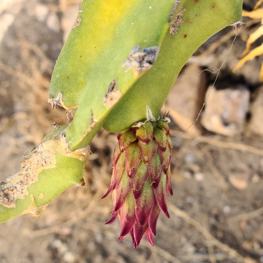 Desert King Dragon Fruit Cutting