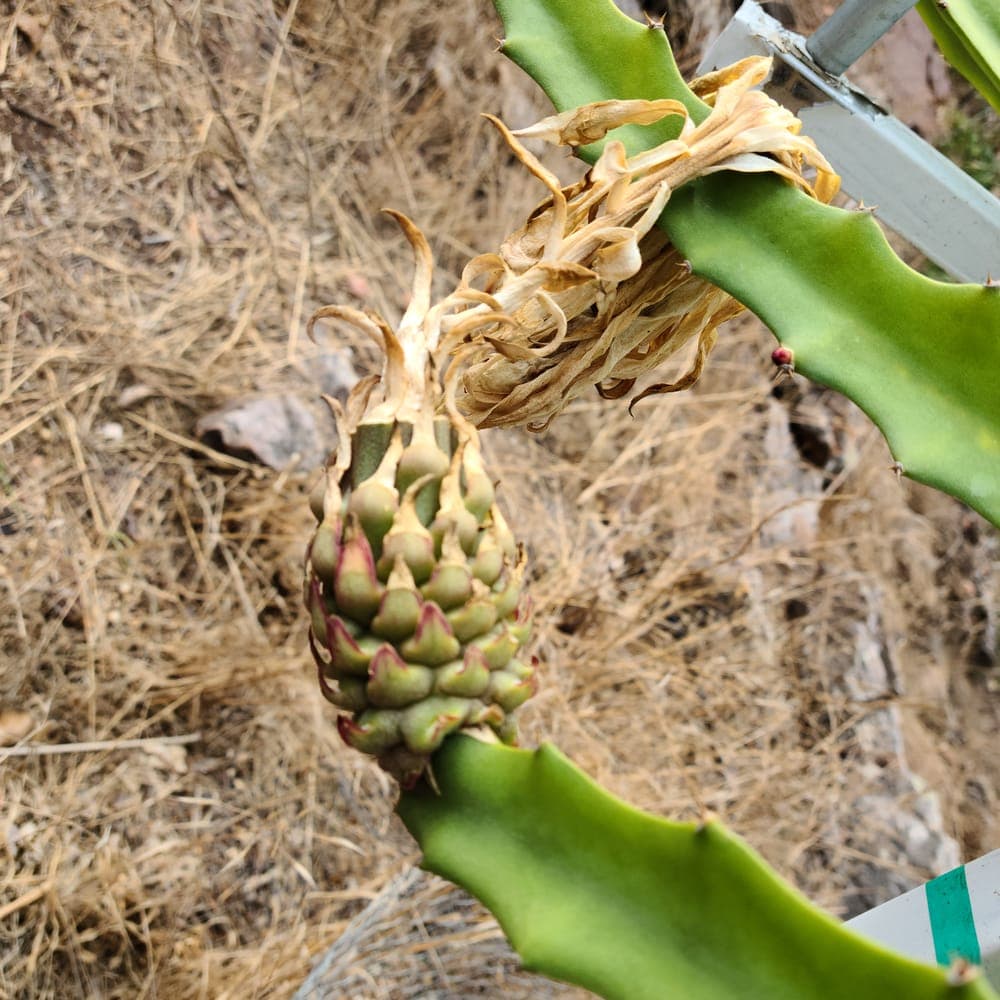 Desert King Dragon Fruit Cutting