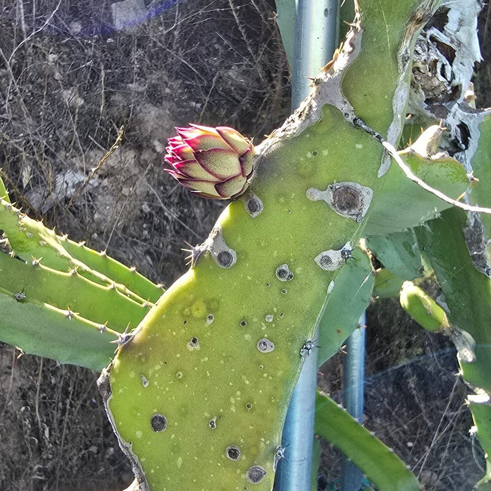 DR Cedeno Dragon Fruit Cutting