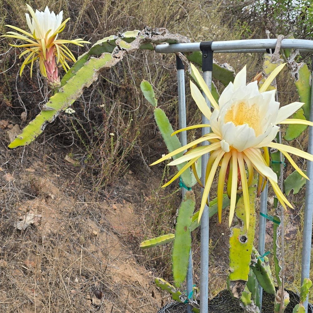 DR Cedeno Dragon Fruit Cutting