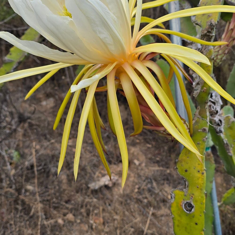 DR Cedeno Dragon Fruit Cutting