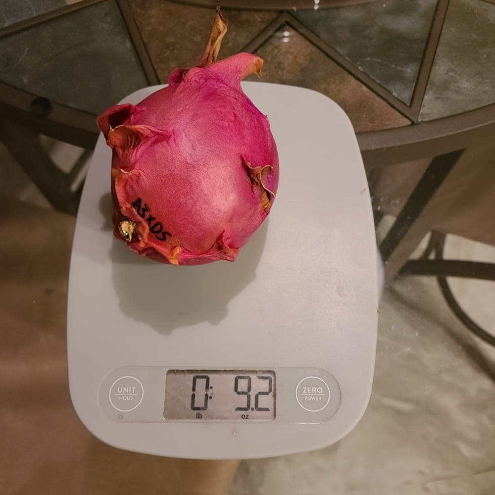 Dark Star Dragon Fruit Cutting