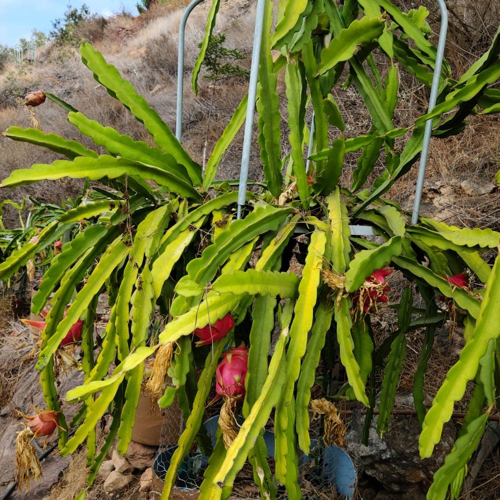 Dark Star Dragon Fruit Cutting
