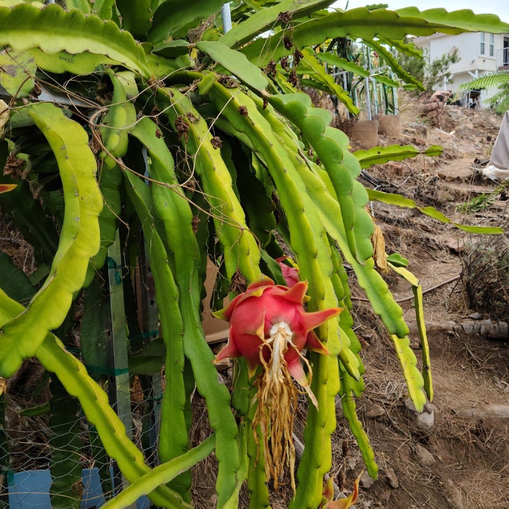 Dark Star Dragon Fruit Cutting