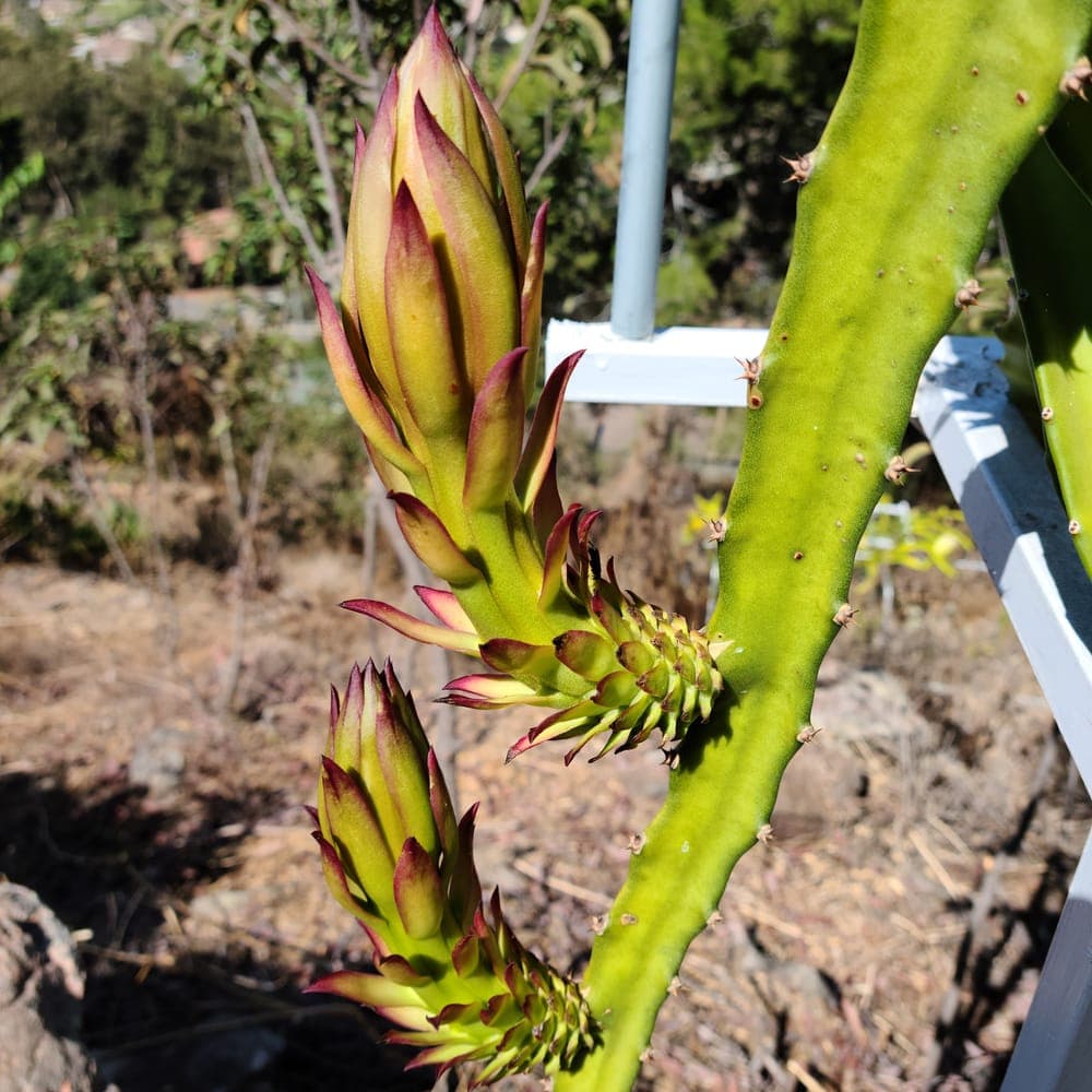 Frankie's Red Dragon Fruit Cutting