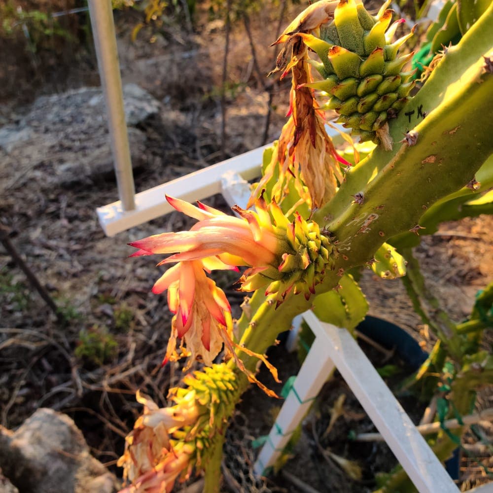 Frankie's Red Dragon Fruit Cutting