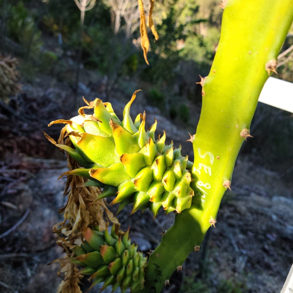 Frankie's Red Dragon Fruit Cutting