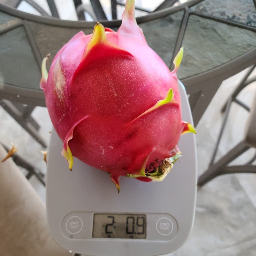 G2 Dragon Fruit Cutting