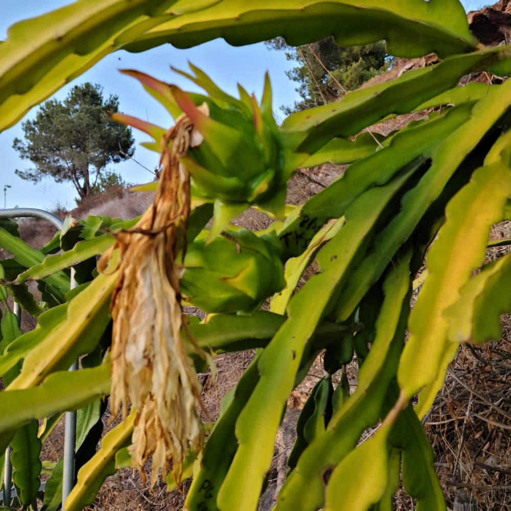G2 Dragon Fruit Cutting