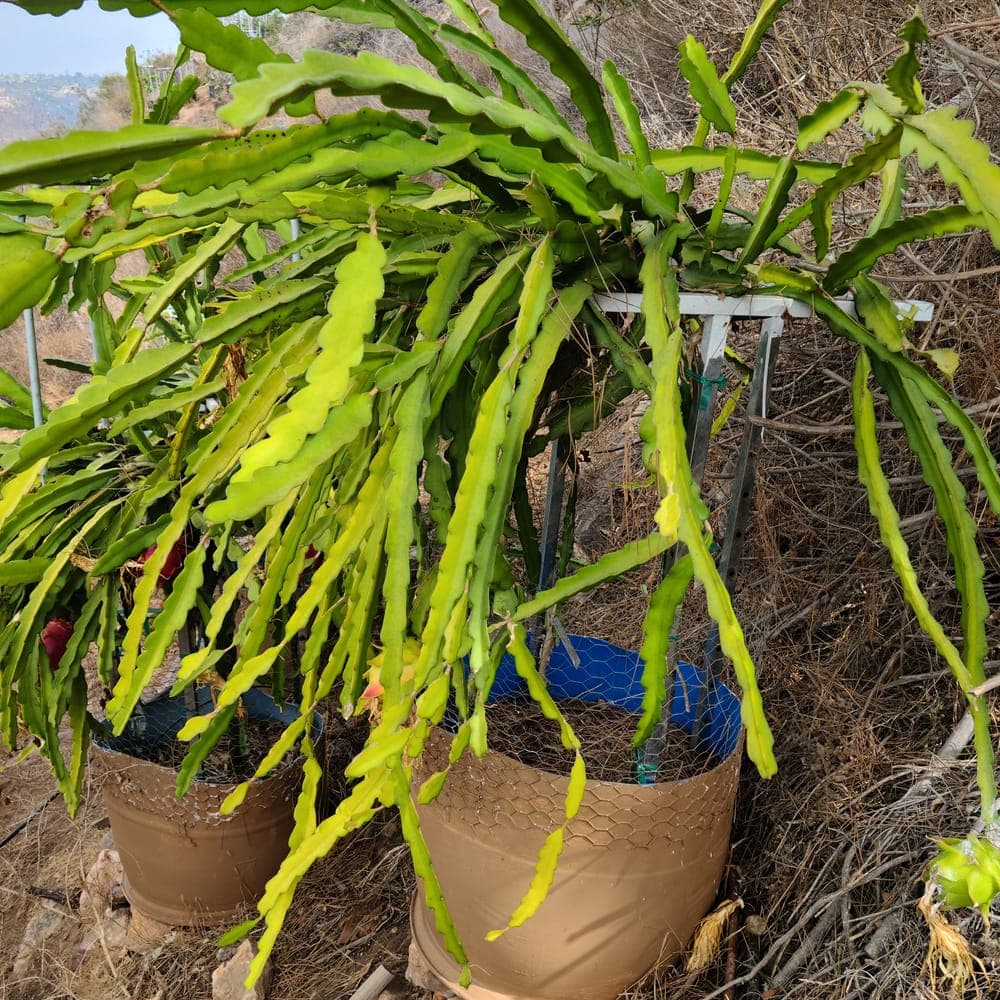G2 Dragon Fruit Cutting