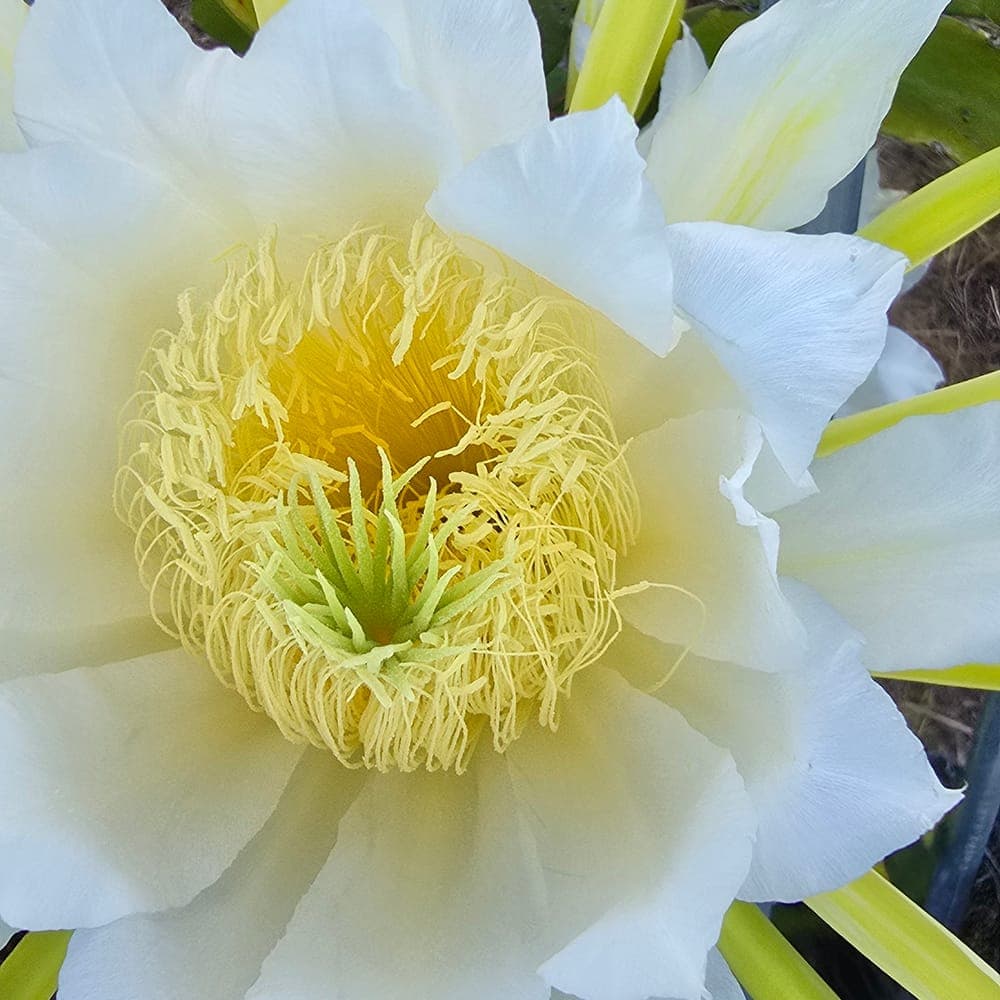 Great Red Dragon Fruit Cutting