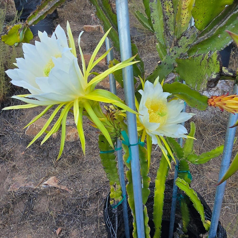 Great Red Dragon Fruit Cutting