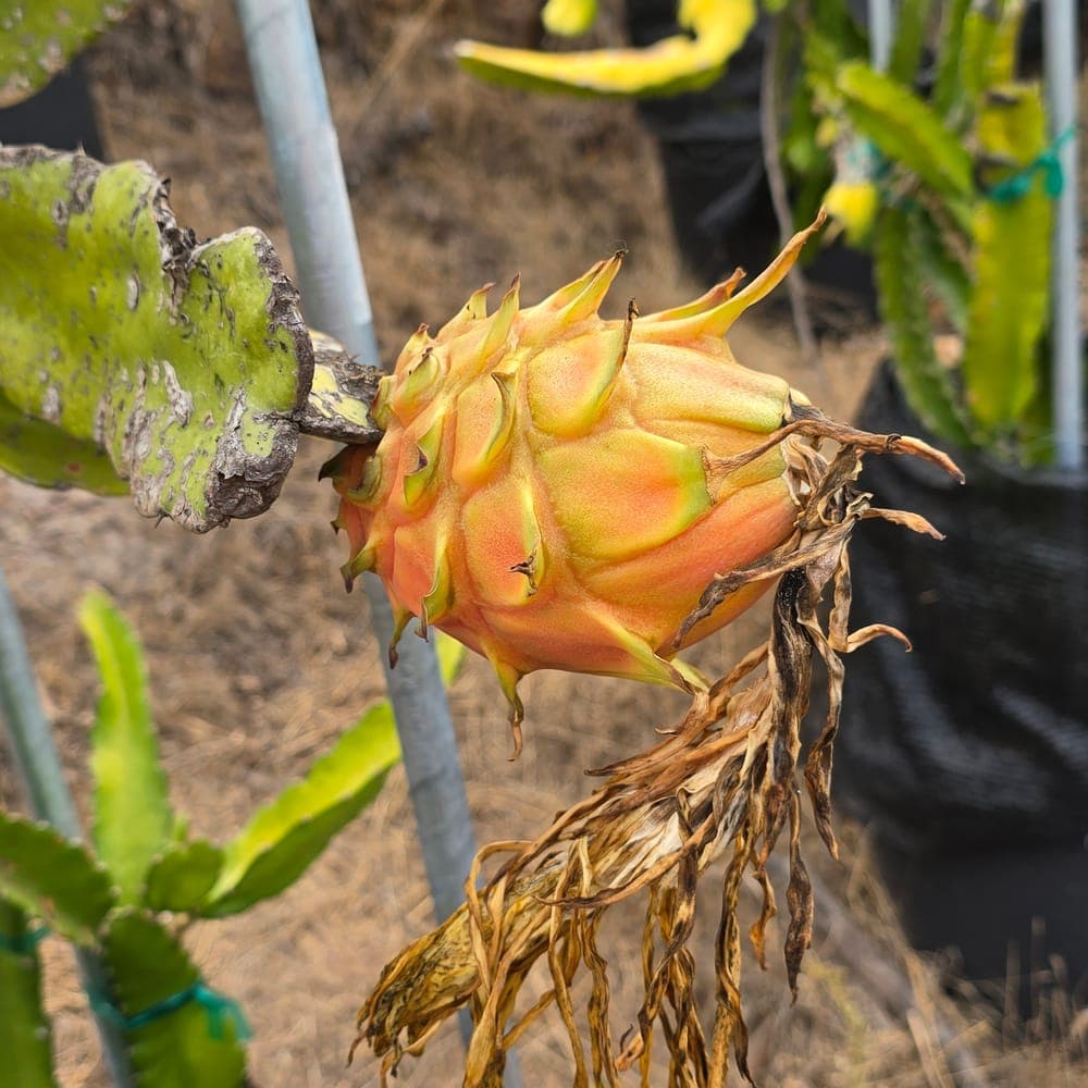 Great Red Dragon Fruit Cutting
