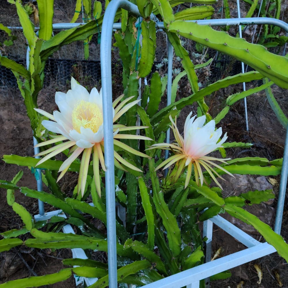 Hana Dragon Fruit Cutting