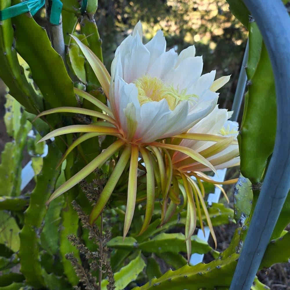 Hana Dragon Fruit Cutting