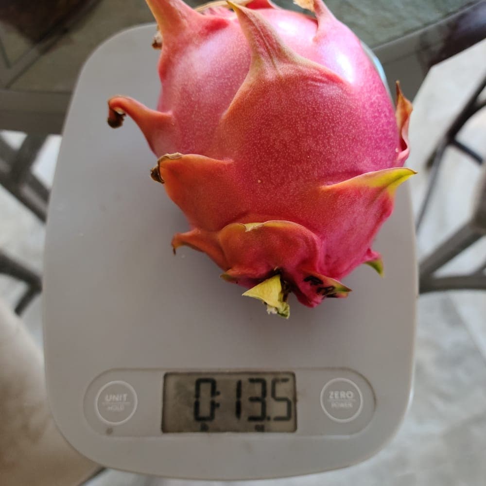 Halley's Comet Dragon Fruit Cutting