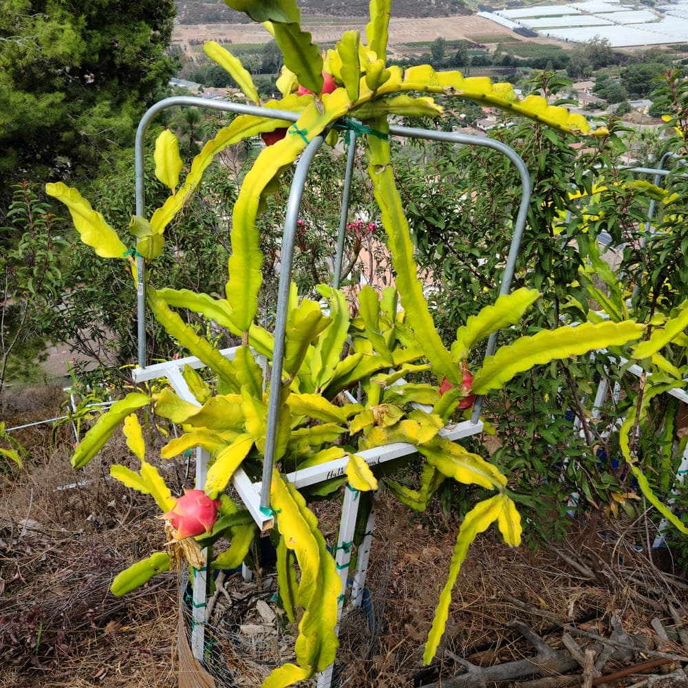 Halley's Comet Dragon Fruit Cutting