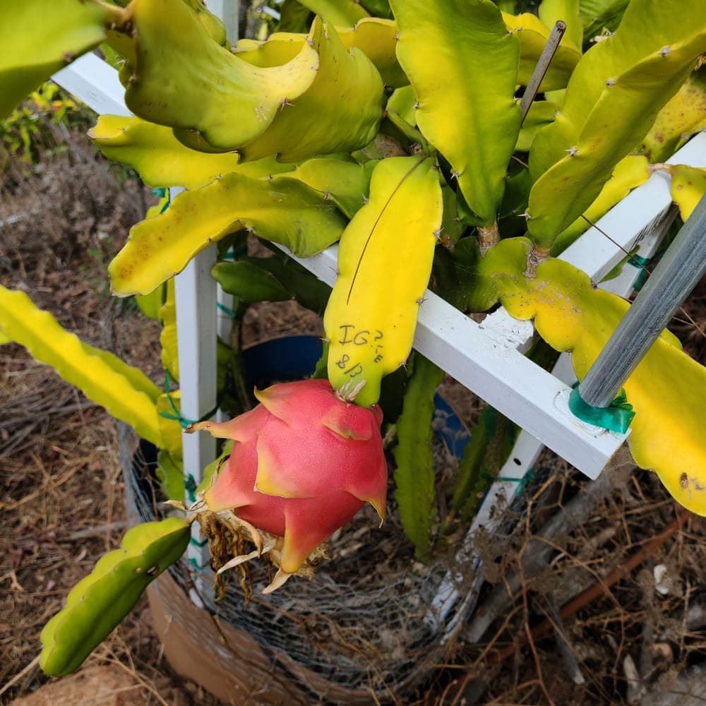Halley's Comet Dragon Fruit Cutting