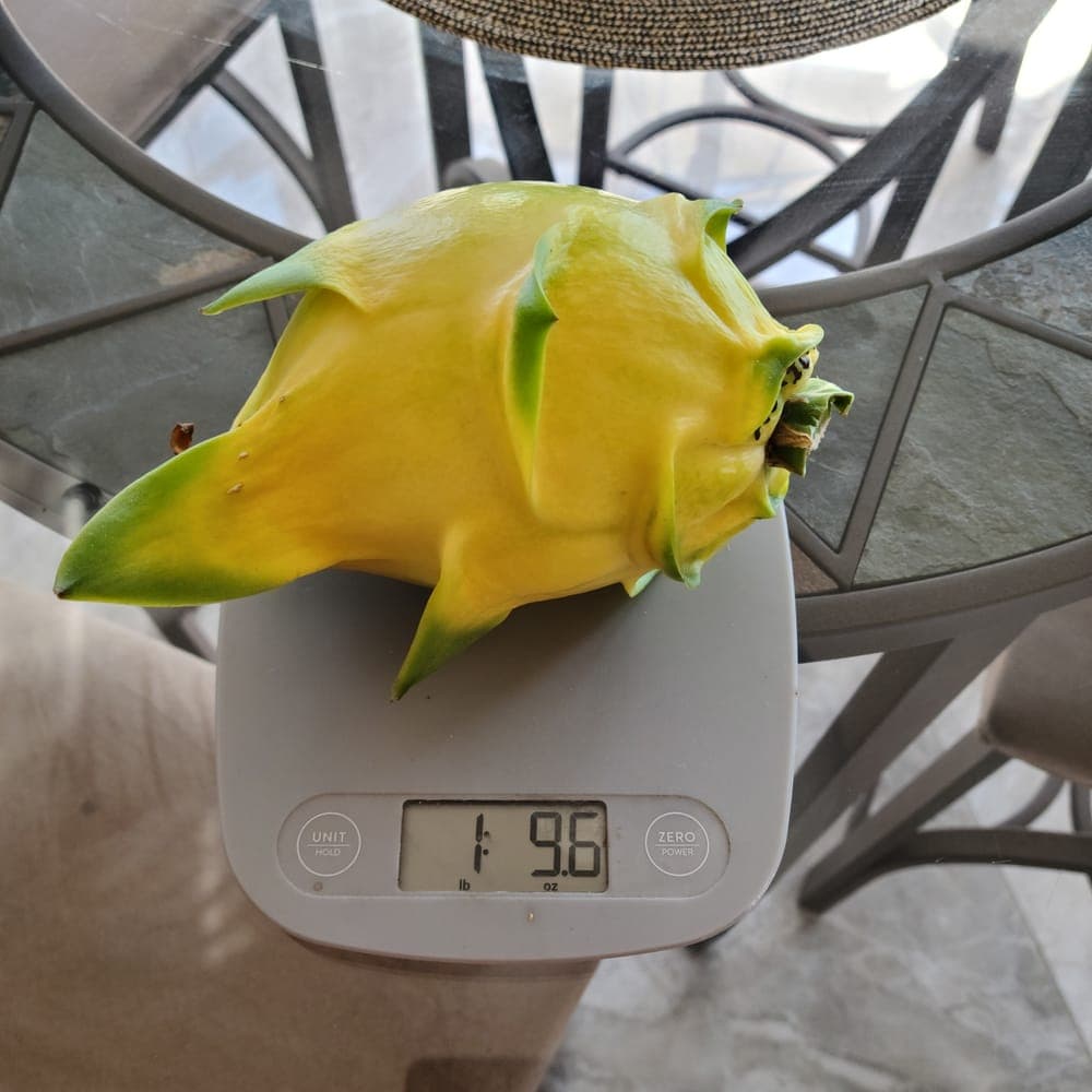 Isis Gold Dragon Fruit Cutting