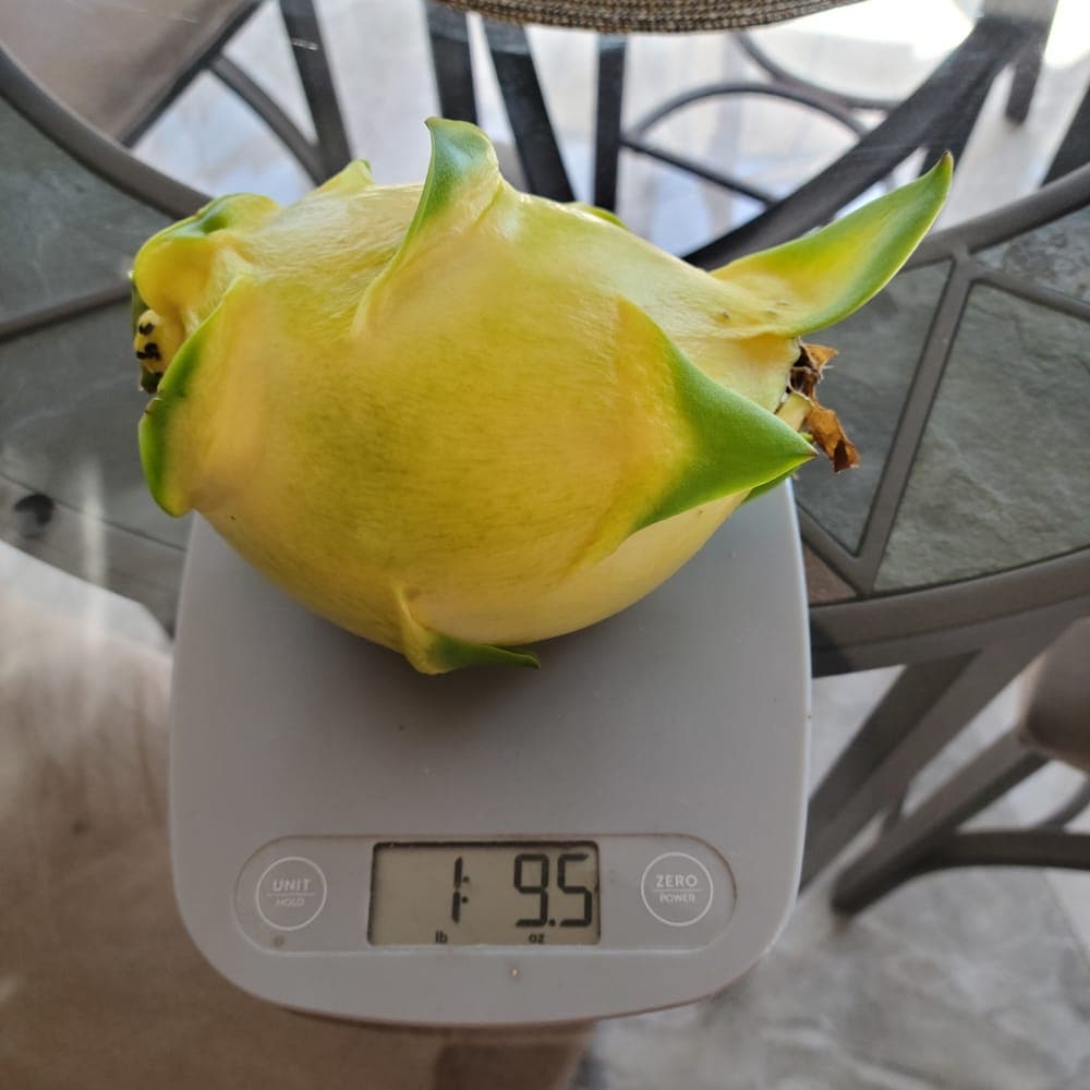 Isis Gold Dragon Fruit Cutting