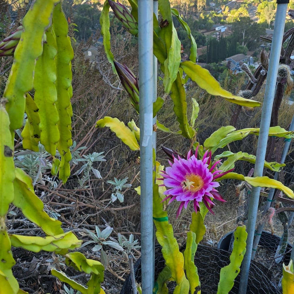 Jade Red Dragon Fruit Cutting