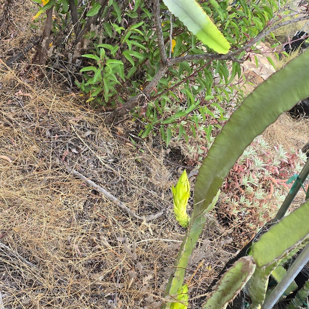 La Catrina Dragon Fruit Cutting