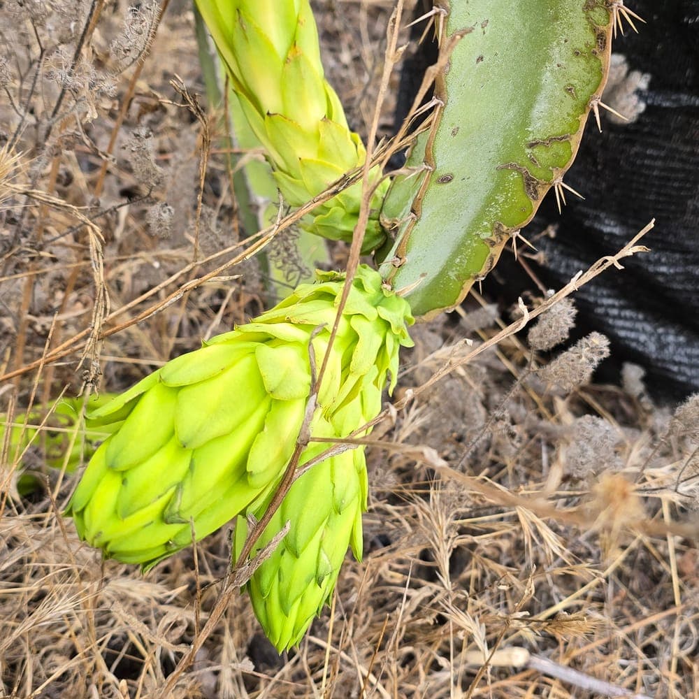 La Catrina Dragon Fruit Cutting
